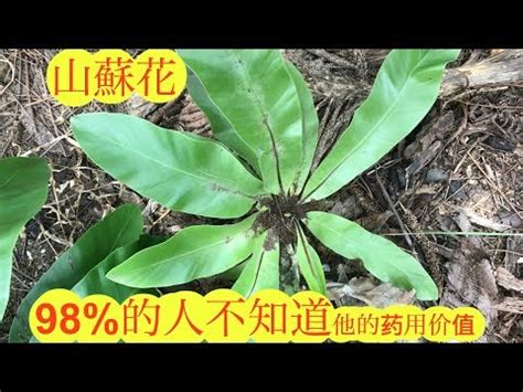 山蘇風水|山蘇風水指南：吉利之物，聚財發福！ 